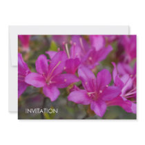 Magenta Azalea DSC1724 Invitations