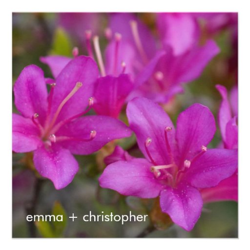 Magenta Azalea DSC1724 Personalized Invites