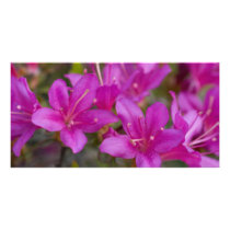 Magenta Azalea DSC1724 Photo Card Template