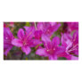 Magenta Azalea DSC1724 Photo Card Template
