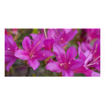 Magenta Azalea DSC1724 Photo Card Template