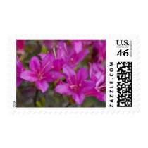 Magenta Azalea DSC1724 Stamps