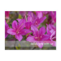 Magenta Azalea DSC1724 Postcards