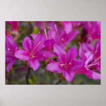Magenta Azalea DSC1724 Poster