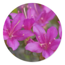Magenta Azalea DSC1724 Round Sticker