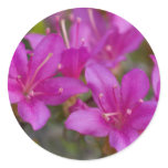 Magenta Azalea DSC1724 Round Sticker