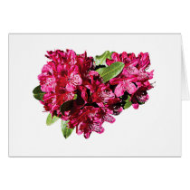 Magenta Azaleas Greeting Card
