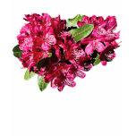 Magenta Azaleas Ladies t-shirts