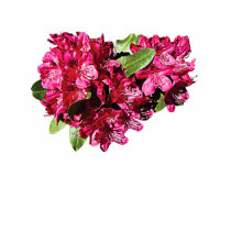 Magenta Azaleas Ladies t-shirts