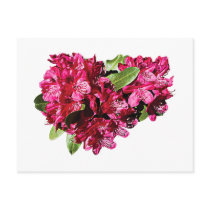 Magenta Azaleas Post Card
