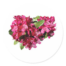 Magenta Azaleas Stickers