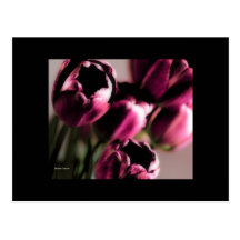 Magenta Bouquet, Tulips, template Postcard