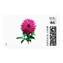 Magenta Dahlia Elsie Huston postage