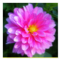Magenta Flower Poster posters by sexycher Magenta Flower Poster posters