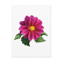 Magenta Gerbera Daisy postcards by SusanSavad Magenta Gerbera Daisy postcards