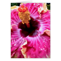 Magenta Hibiscus cards by joeyartist Magenta Hibiscus cards