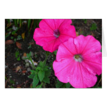 Magenta Morning Glory Card