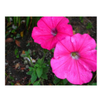 Magenta Morning Glory Poster posters