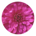 Magenta Mum stickers by lioneyes Magenta Mum stickers