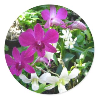 Magenta Orchids Stickers