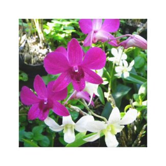 Magenta Orchids Wrapped Canvas
