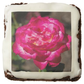 Magenta Pink and White Rose
