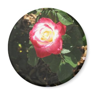 Magenta Pink Rose Magnet
