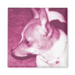 Magenta Pop Art Chihuahua Magnet
