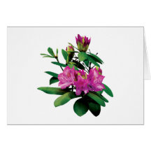 Magenta Rhododendronswith Buds Cards