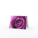 Magenta Rose notecard by photoinspiration Magenta Rose notecard