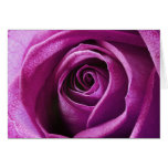 Magenta Rose notecard