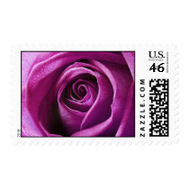 Magenta Rose postage stamps by photoinspiration Magenta Rose postage stamps