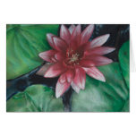 Magenta water lily card