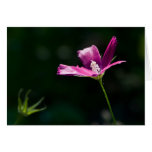 Magenta Wildflower Notecard