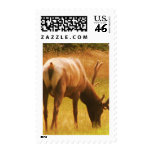 Magestic Bull Elk Postage Stamp