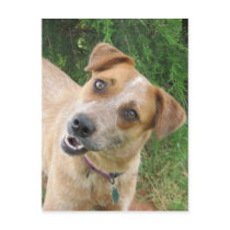 Maggie postcards