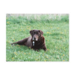 Maggie the Chocolate Lab Postcard