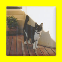 Magic Cat - Customized magnets