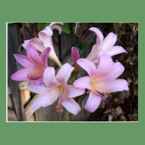 Magic Lilly Postcard postcards