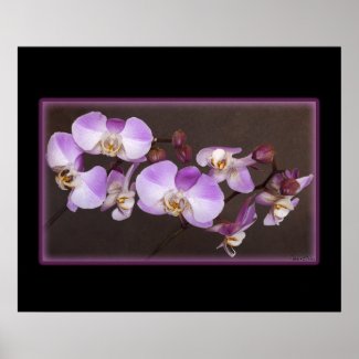Magical Beauty of Phalaenopsis Orchid zazzle_print