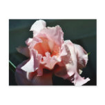 Magical Encounter Iris-04 Post Cards