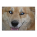 Magical Eyes Doggy Greeting Cards