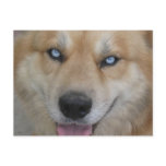 Magical Eyes Doggy Postcards