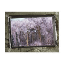 Magical Forest postcard postcards