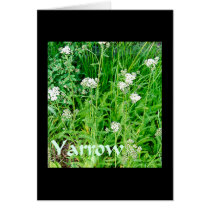 Magical Plants - Yarrow cards