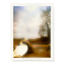 Magical Swan posters