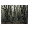 Magical Wood posters by herbstliebe Magical Wood posters