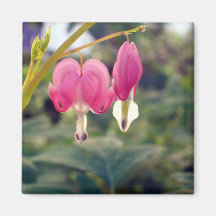 Magnet: 2" ****** 2 Bleeding Hearts*******