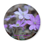 Magnet Anemone Hepatica