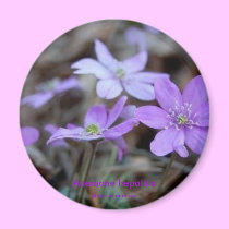 Magnet Anemone Hepatica